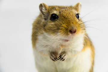 a brown and white gerbil, rodent, on white background