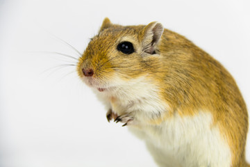 a brown and white gerbil, rodent, on white background