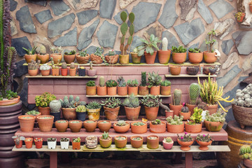 Garden decoration, ornamental garden arrangement with Collection of cactus and succulents house plants in a pot with stone wall background and vintage colored tone. Tree lover concept.