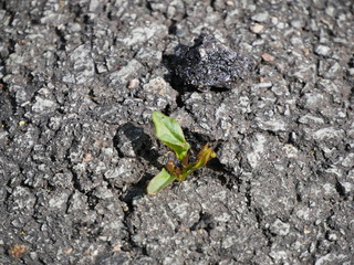 Asphalt bricht auf