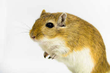 a brown and white gerbil, rodent, on white background