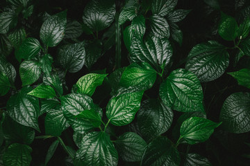 Nature background flat lay of green leaves with vintage filter