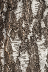 Birch bark is vertical. texture for creativity