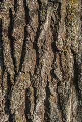 bark of a linden vertical. texture for creativity