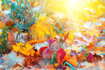 Colorful autumn leaves, autumn background of nature