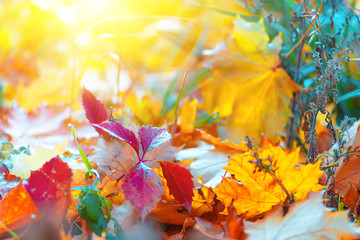 Colorful autumn leaves, autumn background of nature