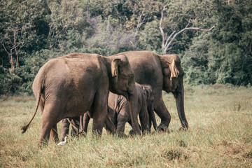 Fototapeta premium elephants move around