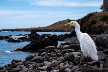 Cattle egret