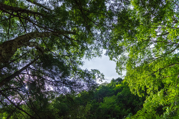 乗鞍高原　三本滝