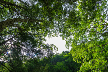 乗鞍高原　三本滝