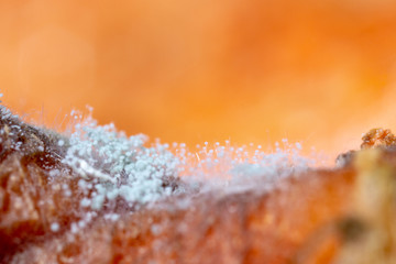 Rhizopus is a genus of common saprophytic fungi  on plants under the microscope for education.