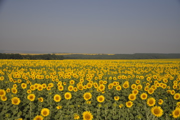 field of sunflowers