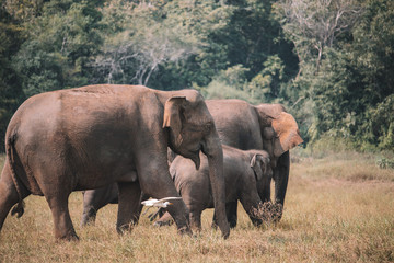 Fototapeta premium elephant family