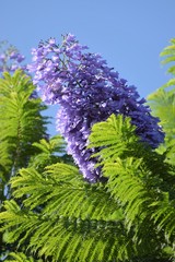 magnificent trees ın blue flowers North Cyprus
