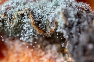 Rhizopus is a genus of common saprophytic fungi  on plants under the microscope for education.