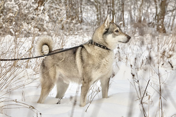 hunting laika in winter forest wolf dog