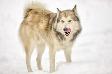 Fototapeta premium hunting laika in winter forest wolf dog
