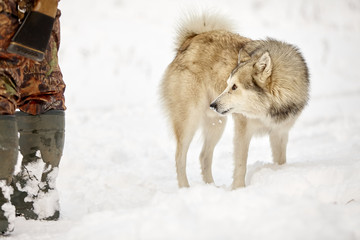 hunting laika in winter forest wolf dog