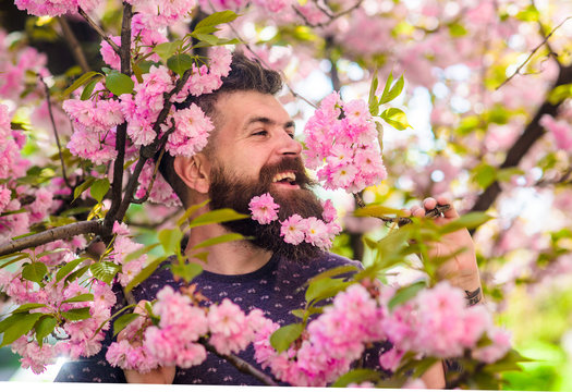 Man with beard and mustache on happy face near pink flowers. Hipster with sakura blossom in beard. Unity with nature concept. Bearded man with fresh haircut with bloom of sakura on background.
