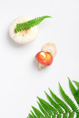 White mushroom with fern leaves on a white background, top view.