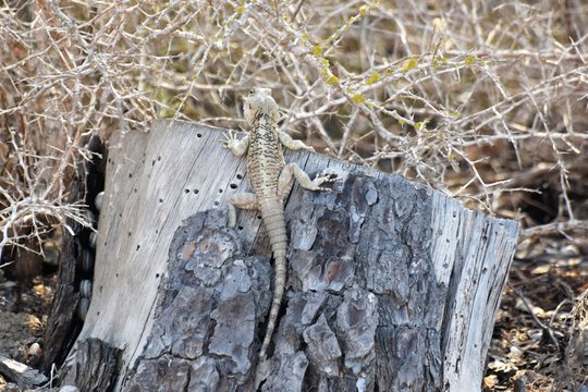 Cyprus wild lizard