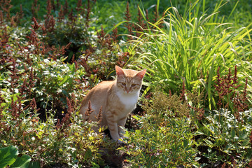 Homeless adult pussy cat with a thick coat of unusual color

