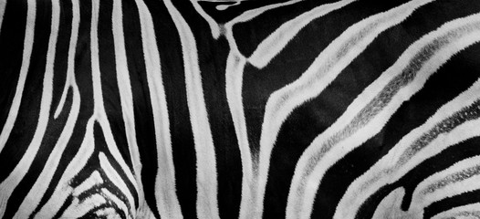 Fototapeta na wymiar Texture of fur, wool zebra. Striped black and white background. Wild animals