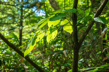 乗鞍高原　三本滝