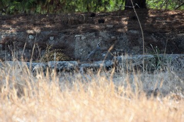 chukar partridge bird