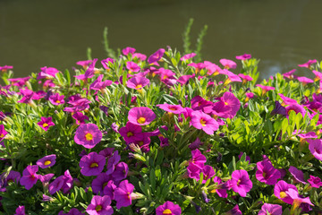 Bright pink flowers on a background of water surface in the sun .