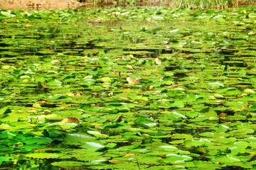 lake overgrown with water lilies