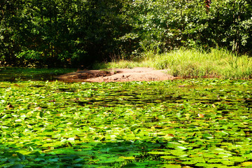 lake overgrown with water lilies