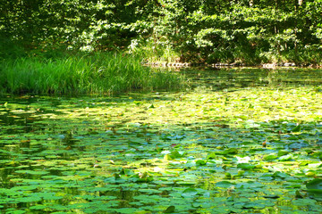lake overgrown with water lilies