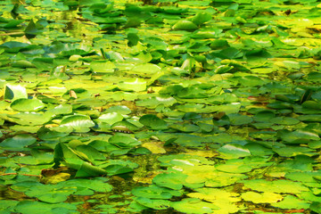 lake overgrown with water lilies