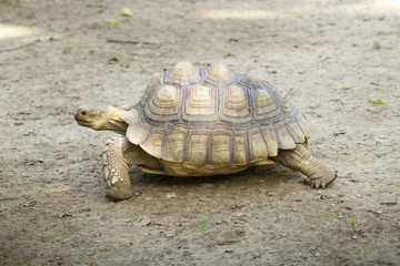 Turtle,Sulcata tortoise, African spurred tortoise (Geochelone sulcata)