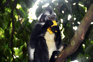 Thoma's langur monkey