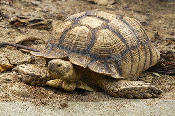 Obraz premium Turtle,Sulcata tortoise, African spurred tortoise (Geochelone sulcata)