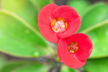 Macro shot of Red Euphorbia Milii flower blooming in the garden with dew rain water drop.