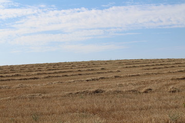 lovely horizon of straw in hot summer