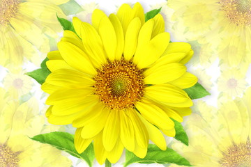 Obraz premium summer blossoming sunflower isolated on blur flower background