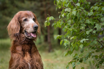 old irish setter potrait