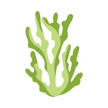 recommend clip art: seaweed in isolation. aquarium plant underwater element.