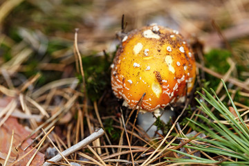 poisonous mushroom amanita