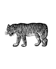 Fototapeta premium A vintage tiger drawing isolated on white background