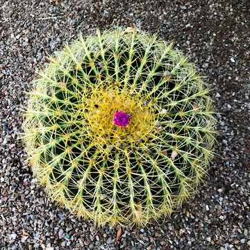 Golden Barrel Cactus With Flower From Above