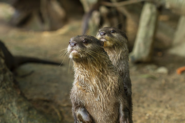 Naklejka na ściany i meble Cute animal world,Small-clawed Otter (Amblonyx cinereus), Aonyx cinerea or Asian small-clawed otter