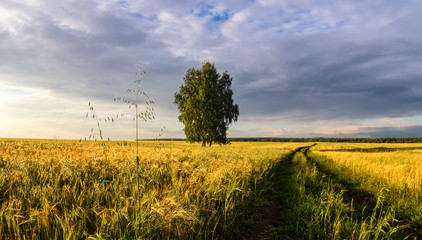 Fototapeta na wymiar Панорама сельского поля с пшеницей, одинокой березой и грунтовой дорогой на закате, Россия