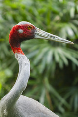Bird in nature,Sarus crane (Grus antigone)
