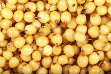 a lot of sea-buckthorn close-up