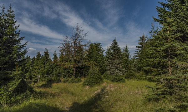 Fototapeta Forest in Krusne mountains in west Bohemia